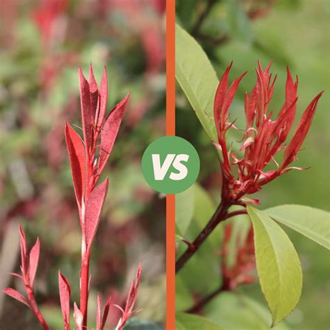 photinia robusta vs red robin